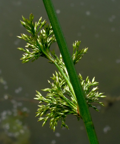 Juncus31