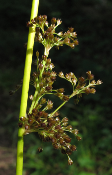 Juncus33