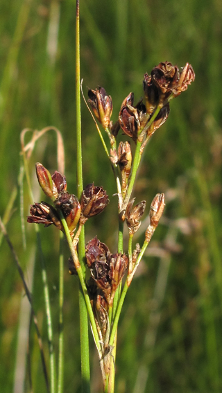 Juncus20c