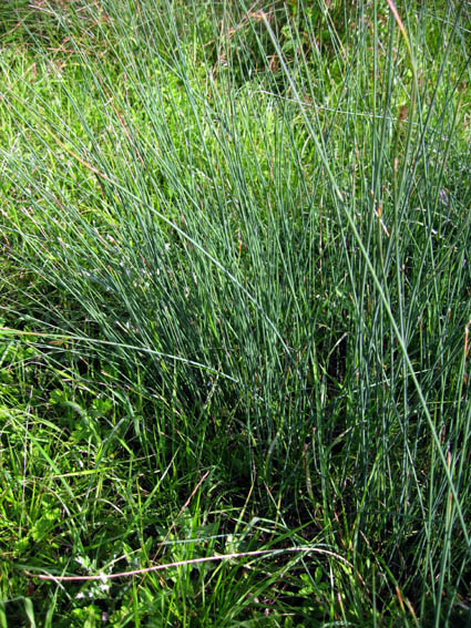 Juncus4