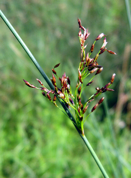 Juncus22