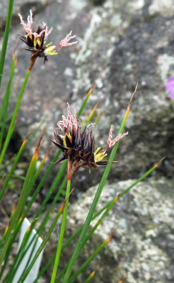 Juncus10