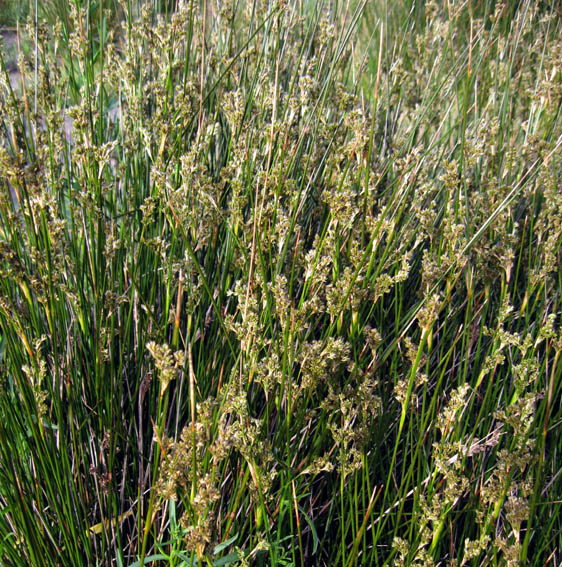 Juncus91