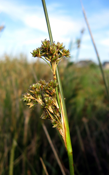 Juncus92