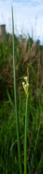 Juncus51