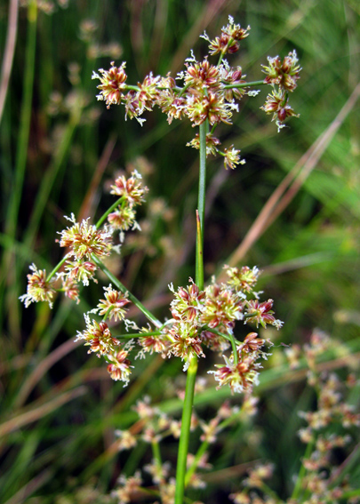 Juncus54