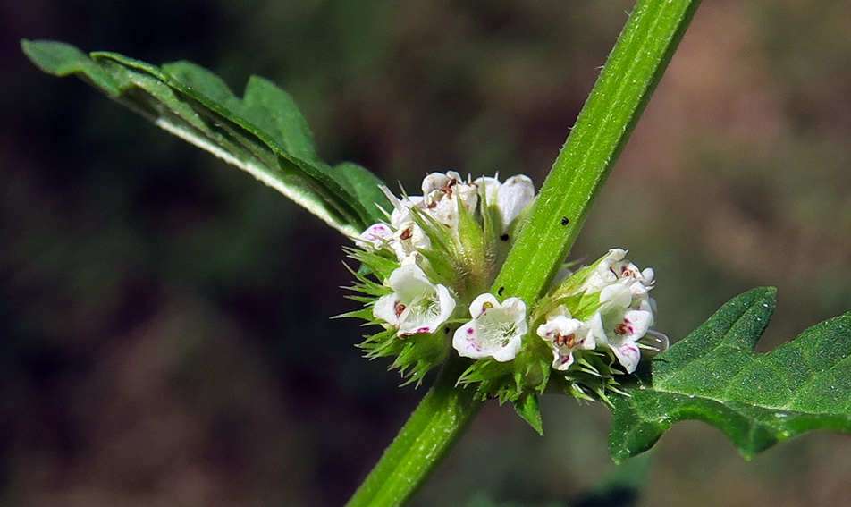 Lycopus2