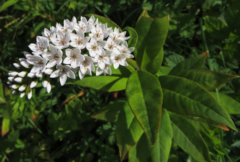 Lysimachia17