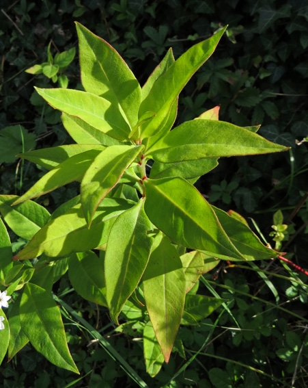 Lysimachia16