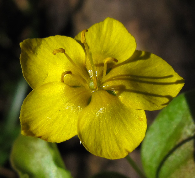 Lysimachia13