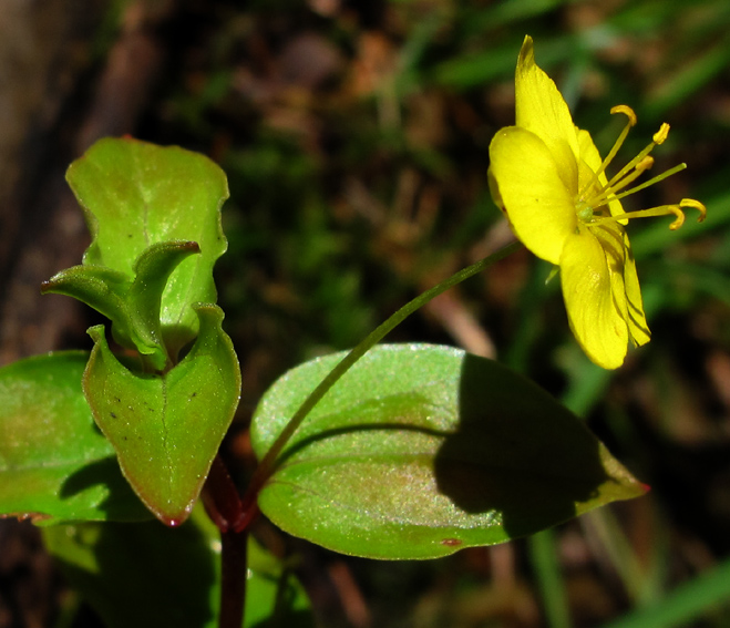 Lysimachia12