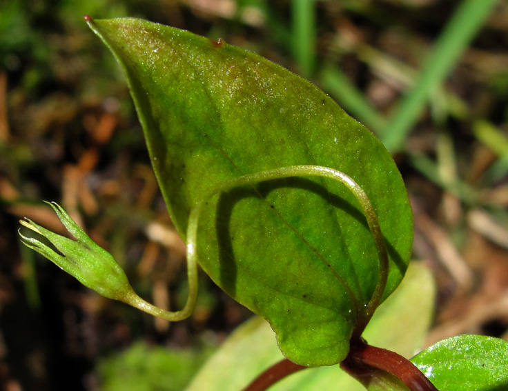 Lysimachia11