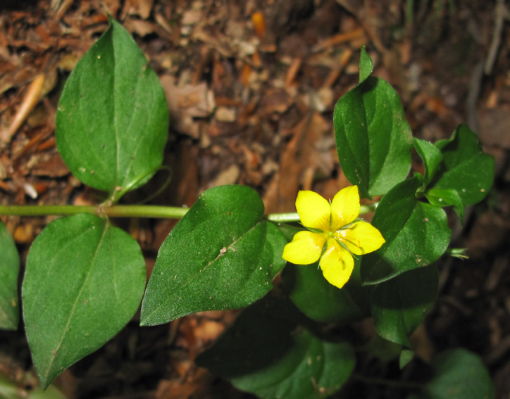 Lysimachia10c