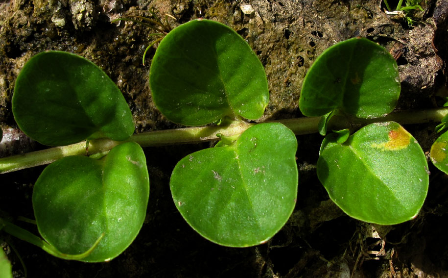 Lysimachia7