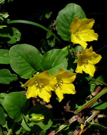 Lysimachia8