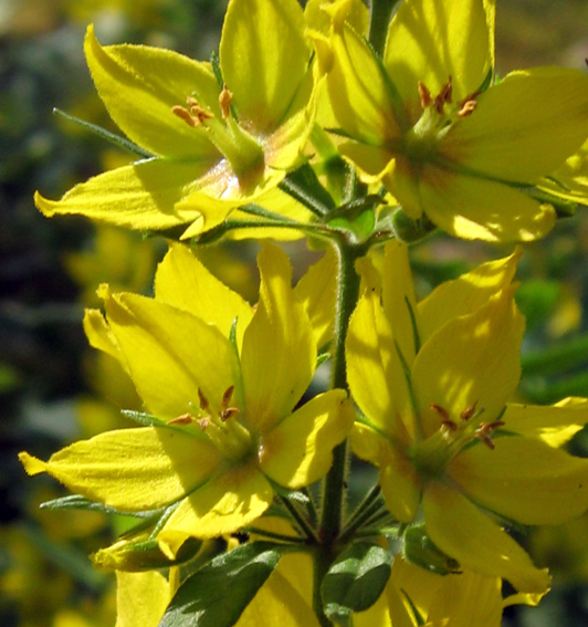 Lysimachia10