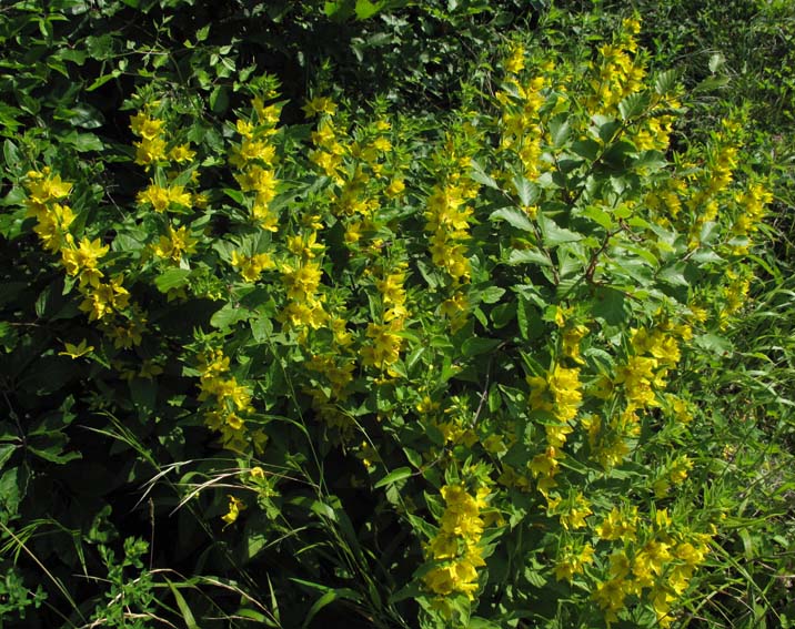 Lysimachia8b