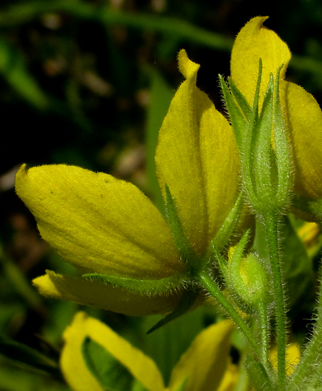 Lysimachia10a