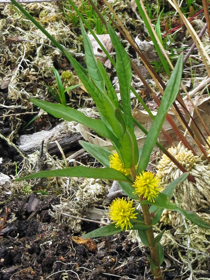 Lysimachia20