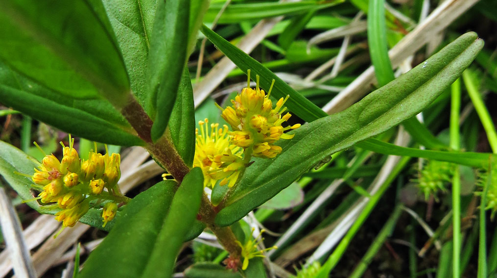 Lysimachia21