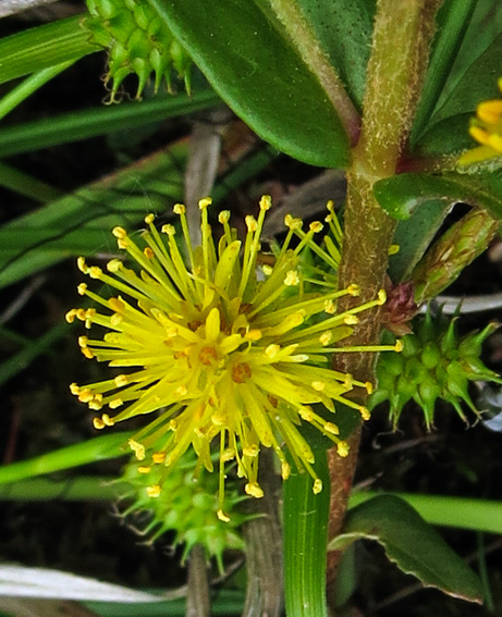 Lysimachia22