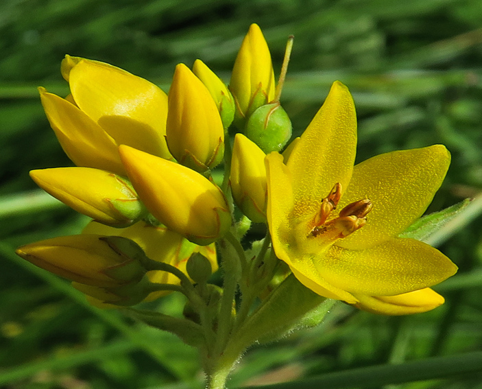 Lysimachia5a