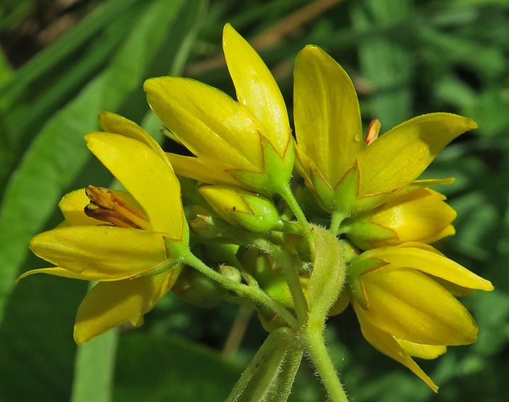 Lysimachia5c