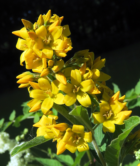 Lysimachia0a