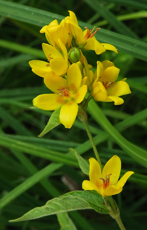 Lysimachia1