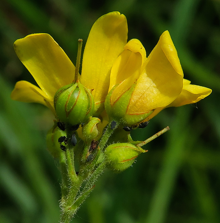 Lysimachia5b