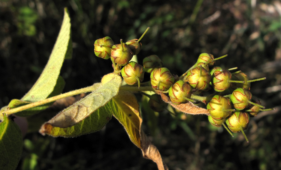 Lysimachia5