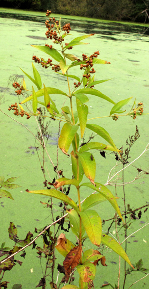 Lysimachia0