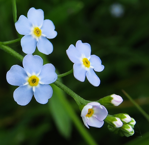 Myosotis3c