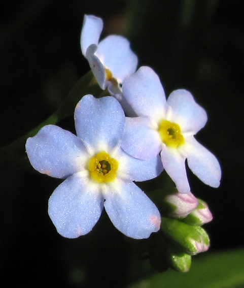 Myosotis3