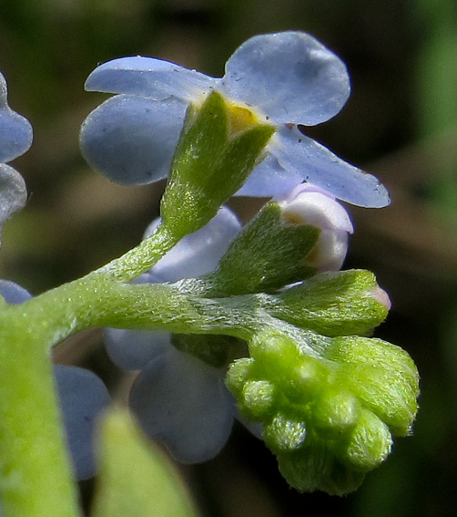 Myosotis3