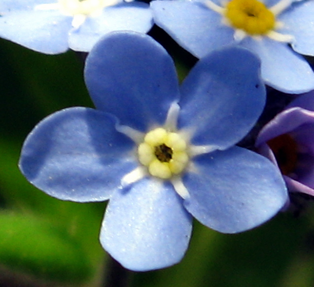 Myosotis9b