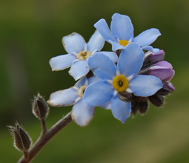 Myosotis9d