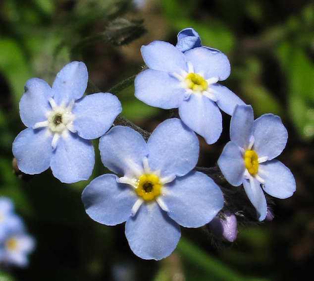 Myosotis9