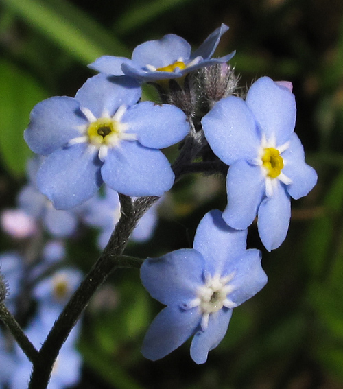 Myosotis9a