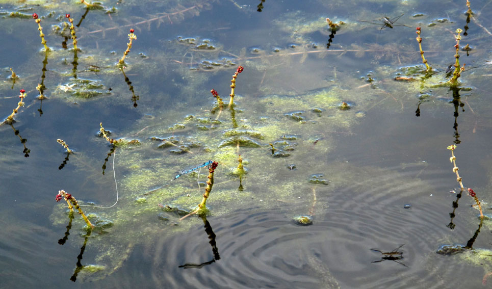 Myriophyllum2