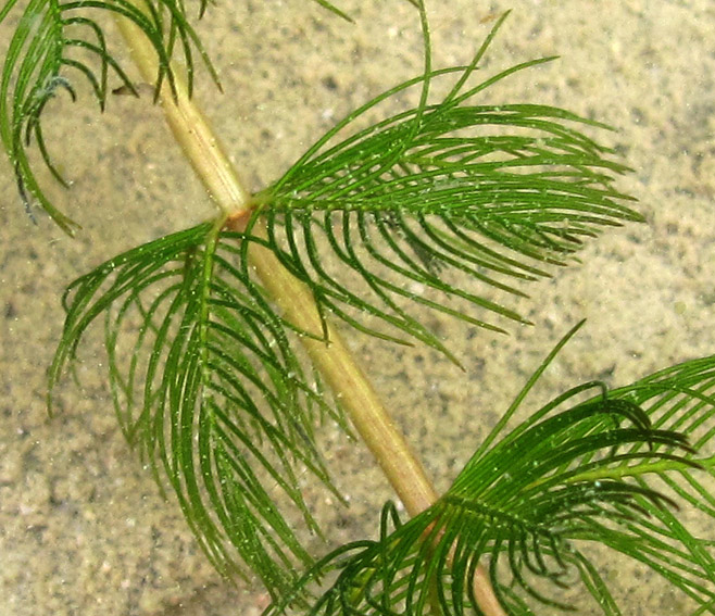 Myriophyllum3