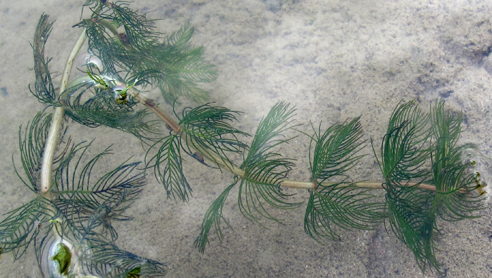 Myriophyllum2