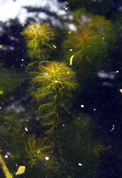 Myriophyllum5