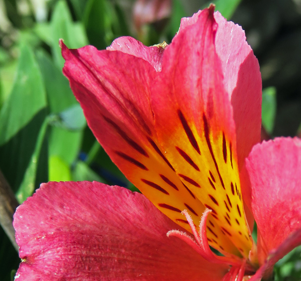 Alstroemeria3