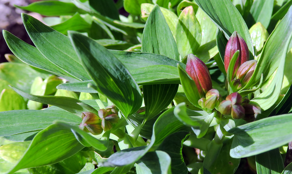 Alstroemeria1