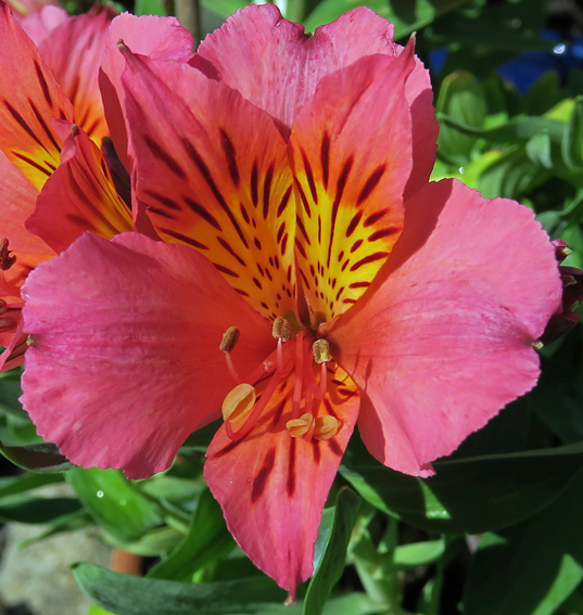 Alstroemeria2