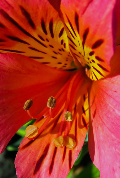 Alstroemeria4