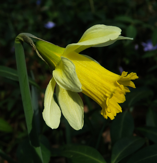 Narcissus4c