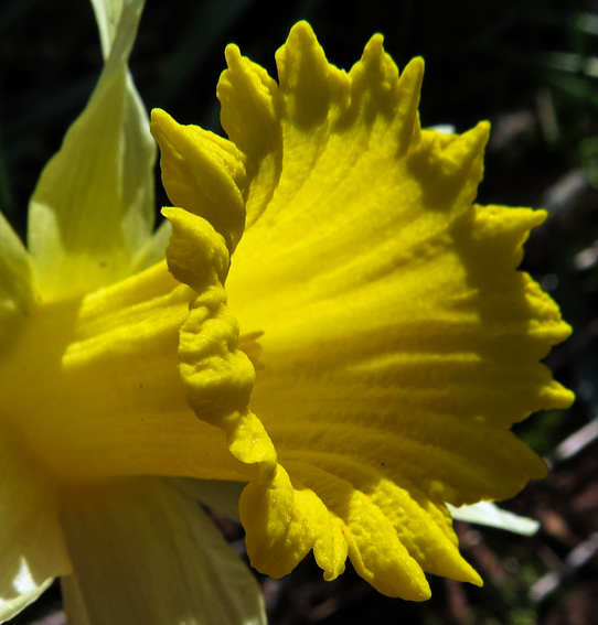 Narcissus4b