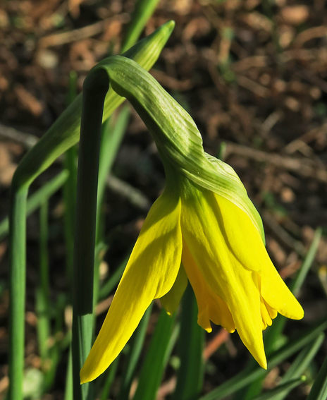 Narcissus4